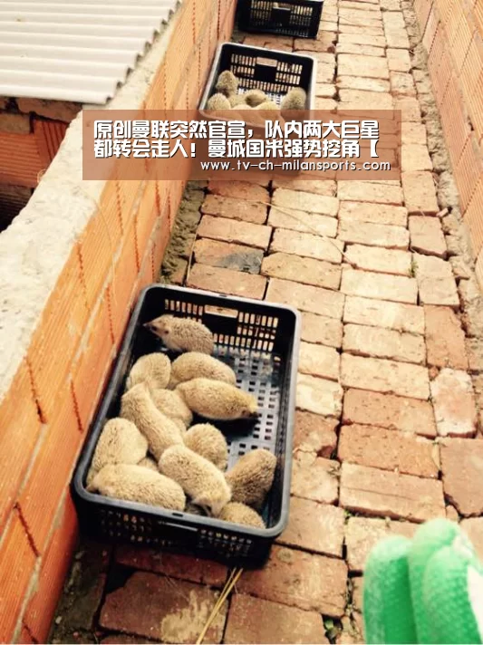 米兰体育